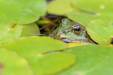  Pelophylax esculentus