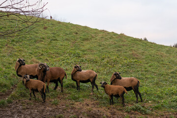 A Group Mouflon In The Pasture Looks Back Together