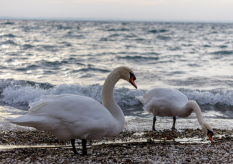 Swans