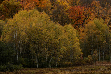 Bright yellow birch tree leaves, shot in autumn in Cambridge, Ontario, Canada.