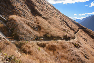 Mules on the trail to the amazing Choquequirao Incan ruins, the 