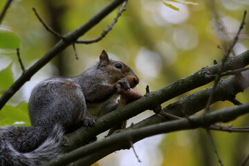 An Eastern Gray Squirrel (Sciurus carolinensis) eating a mushroom sitting in a branch.