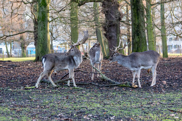 European fallow deer in winter in the park of the city of Den Haag. Netherlands