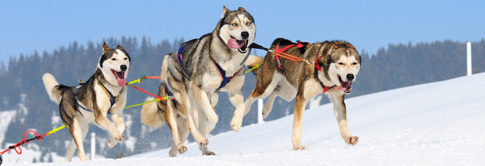 sportive dogs © beatrice prève