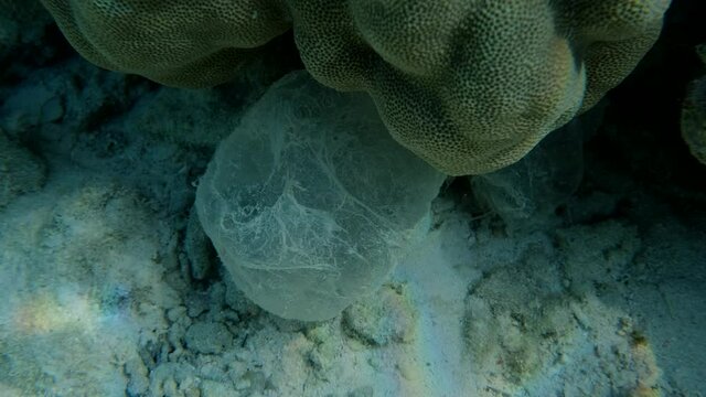 Mucus Cocoon Or Slime Sleeping Bag Of Parrotfish Near A Coral Reef