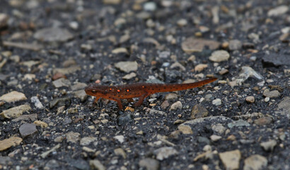 A Red-Spotted Newt (Notophthalmus viridescens) walking on pavement.  Shot in Waterloo, Ontario,...