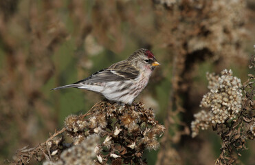 A Common Redpoll (Acanthis flammea) feeding on seeds.  Shot in Waterloo, Ontario, Canada.