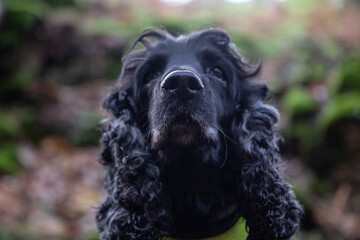 Portrait of an adorable black English Cocker Spaniel