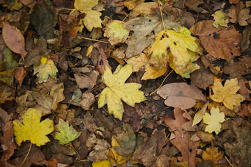 green yellow and brown autumn leaves lie on the ground top view