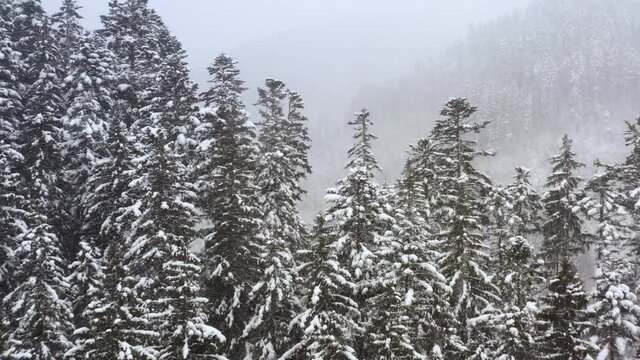 Snowy winter forest during a blizzard. Drone view.