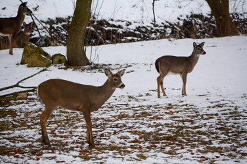 01-25-21, eating a big meal before the snow storm.