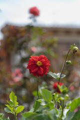 Obraz premium A red flower on a sunny day