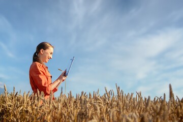 Owner farm using touch pad for check wheat quality in the field. Agronomist standing in wheat field and using a tablet at sunset. Smart farm. Agro business