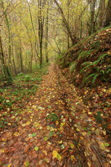 Nice narrow path full of fallen leaves in autumn in a forest in Galicia, Spain.