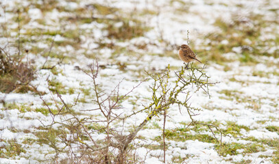 female stonechat perches on a lichen covered hawthorn bush with snow covering the ground