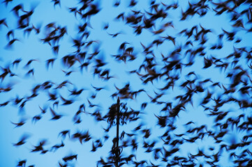 Bandada de estorninos volando, fotografía abstracta - 408421902