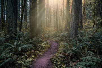 Obraz premium morning in the forest