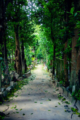 備瀬のフクギ並木