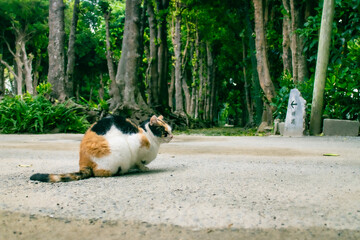 備瀬のフクギ並木