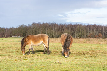 Obraz na płótnie Canvas Herd of wild Exmoor ponies, Equus ferus Caballus, graze in a nature reserve. Fochteloo, the Netherlands