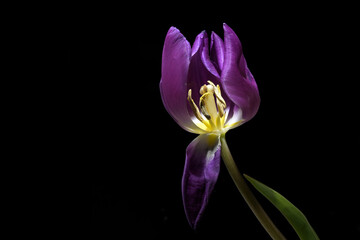 Purple tulip flower with visible yellow stamen and pistil isolated on a black background, copy space