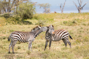 Fototapeta na wymiar zebra couple playing in beautiful light (beautiful natural pattern and intense colours)