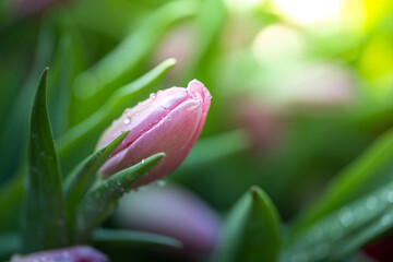 Naklejka premium Beautiful bouquet of tulips. colorful tulips. nature background
