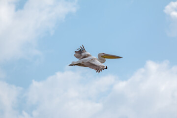 pelican in flight close up