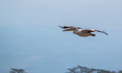 Fototapeta na wymiar pelican in flight close up