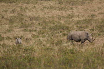 White Rhino mother with calf in the open savannah in Nakuru National Park in Kenya