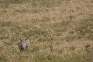 rhino mother with calf in the open savannah