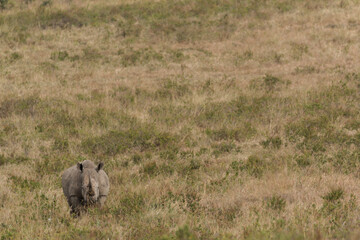 rhino mother with calf in the open savannah