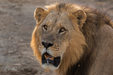 Fototapeta na wymiar portrait of large wild male lion looking into camera
