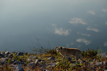 Stray dogs waiting for food on the road near the reservoir.