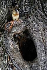 Squirrel eating on a tree