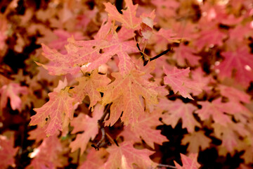 Fall foliage