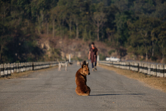 Stray Dogs Waiting For Food On The Road Near The Reservoir.