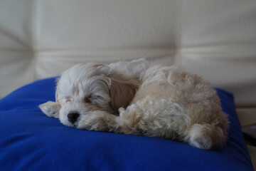 Small white puppy waking up from a nap