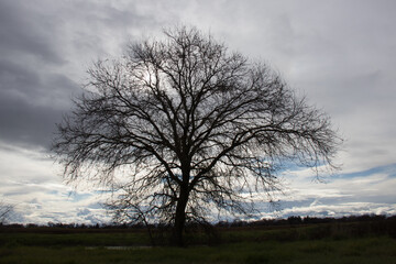 winter stormy sky behind a tree