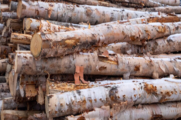 A cord of cut birch wood for firewood piled high under a blue sky with white clouds. The long logs have been cut with a chainsaw from a forest and stacked. They are ready for harvest and logging.  