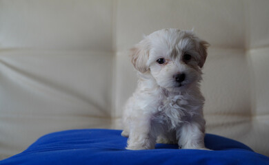 Small white puppy waking up from a nap