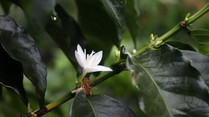 Fototapeta na wymiar Hojas y Flores planta de café