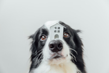 Funny portrait of cute puppy dog border collie holding miniature toy model house on nose, isolated on white background. Real estate mortgage property sweet home dog shelter concept
