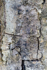 cracked tree texture