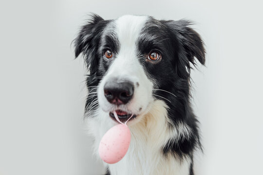 Happy Easter concept. Preparation for holiday. Cute puppy dog border collie holding Easter egg in mouth isolated on white background. Spring greeting card.