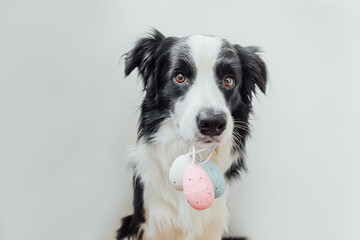 Happy Easter concept. Preparation for holiday. Cute puppy dog border collie holding Easter colorful eggs in mouth isolated on white background. Spring greeting card.