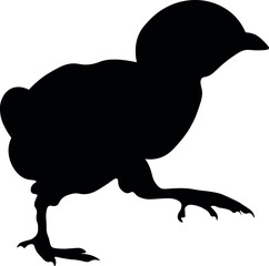 Young and newly hatched chicken chick from the easter egg, easter chick. Real silhouette.