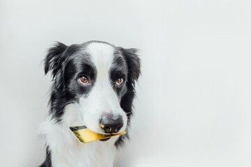 Obraz na płótnie Canvas Cute puppy dog border collie holding gold bank credit card in mouth isolated on white background. Little dog with puppy eyes funny face waiting online sale, Shopping investment banking finance concept