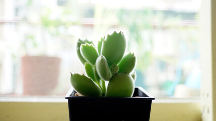 cute succulent plant in a window