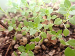 かわいい小さな葉